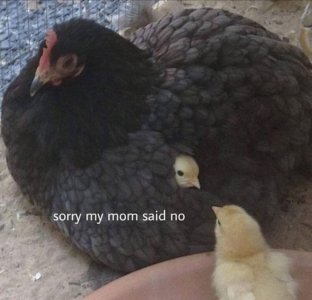 sorry my mom said no.jpg