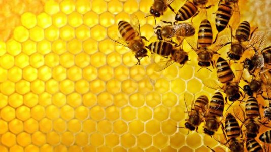 close-up-of-bee-hive.jpg