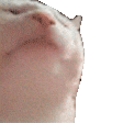 cat-jam.gif